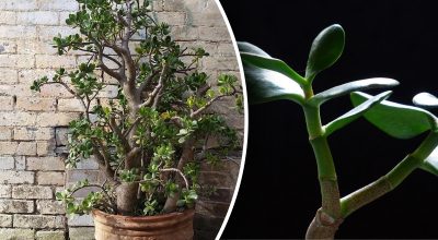 Как понять, что денежное дерево погибает Как понять, что денежное дерево погибает