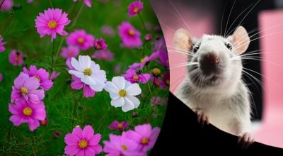 Китайский гороскоп на завтра