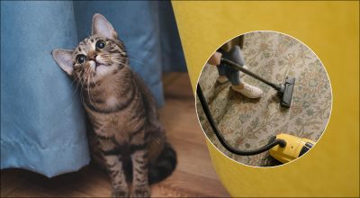 Кот в панике от пылесоса: почему животное боится и что делать