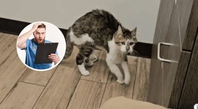 Ветеринар остовпів: жінка привела кота, у вік якого важко повірити
