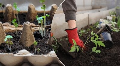 Що садити в січні 2026 року: список овочів для раннього і багатого врожаю