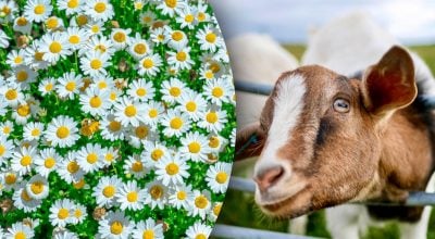 Китайський гороскоп на завтра, 10 січня: Козлам - втрати, Мавпам - штрафи