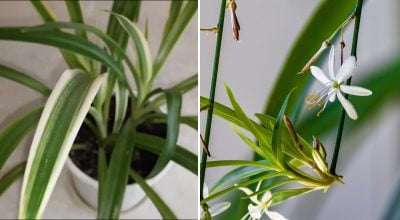 Чому хлорофітум в'яне взимку: тривожні сигнали, які не можна ігнорувати