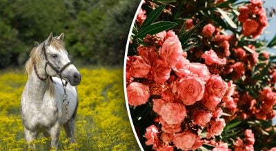 Китайський гороскоп на завтра