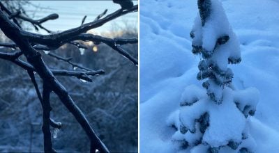 Наледь на деревах