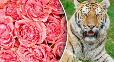 Китайський гороскоп на завтра 12 січня: Тиграм - напруга, Кроликам - занепокоєння