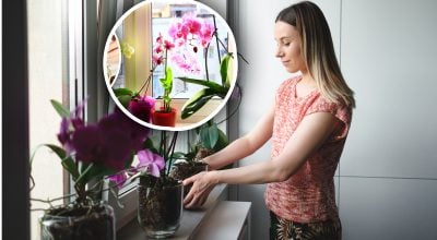 Орхідея "впала в сплячку": три дії, які допоможуть їй знову випустити квіти