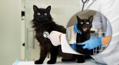 Жінка привела кішку на операцію і дізналася приголомшливу правду про тварину