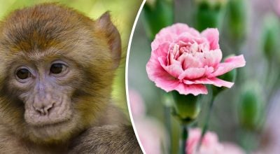 Китайський гороскоп на завтра