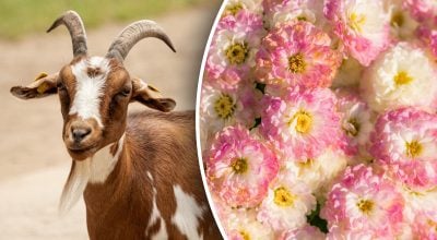 Китайский гороскоп на завтра 14 января: Змеям - раздражение, Козлам - гнев