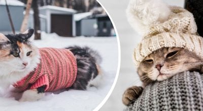 Оптимальна температура: коли коти починають страждати від холоду і що з цим робити