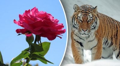 Китайский гороскоп на сегодня 16 января: Быкам - тревога, Тиграм - проблемы