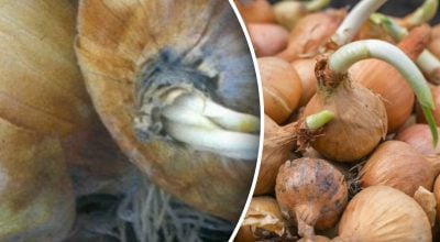 До весны точно не долежит: почему гниет лук и что с этим делать
