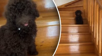 Женщина оставила собаку дома на 45 минут и чуть не заплакала, когда вернулась