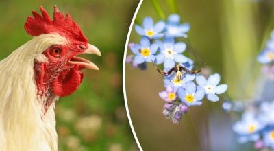 Китайский гороскоп на завтра