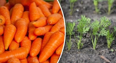 После чего посадить морковь на следующий год: лучшие предшественники