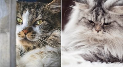 Как правильно мириться с обиженным котом: ветеринары дали 7 важных советов