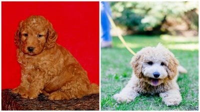 Собака удивила неожиданной реакцией на открытую дверь и стала "звездой" в Сети