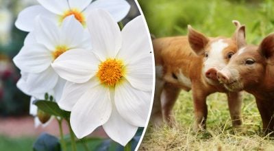 Китайський гороскоп на завтра