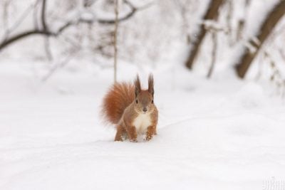 Сильні морози відступлять, але ненадовго: коли погода в Україні зміниться