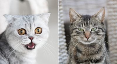 Коти це ненавидять: 6 неочевидних речей, які дратують їх найбільше