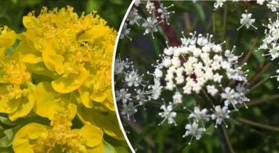 Ядовитые растения Украины