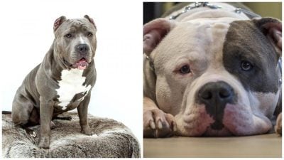 В приюте были уверены, что пёс слепой, но вскоре всплыла неожиданная правда