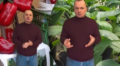 Коли сіяти солодкий перець?