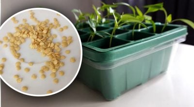 Семена, Рассада, Перец