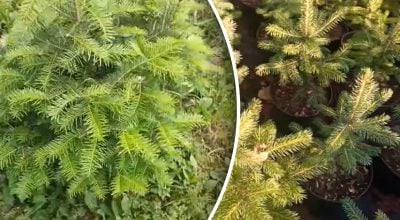 Как вырастить ель из ветки Как вырастить ель из ветки