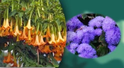 Що станеться, якшо доторкнутися до ядовитої рослини?