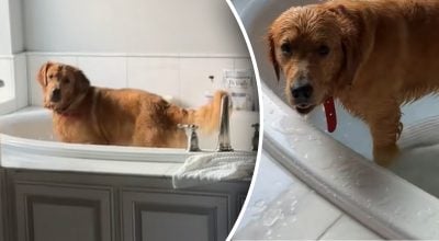 Собака в ванной Собака в ванной