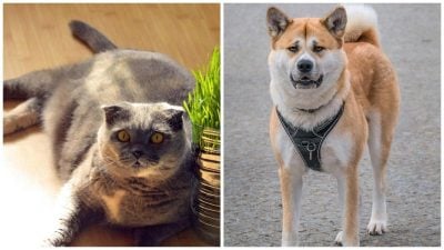 кішка, собака кішка, собака