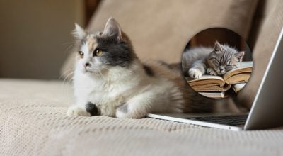 Ветеринари пояснили, чому коти так люблять сідати на речі господаря