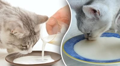 Чи можна котам давати молоко – ветеринар здивувала вердиктом
