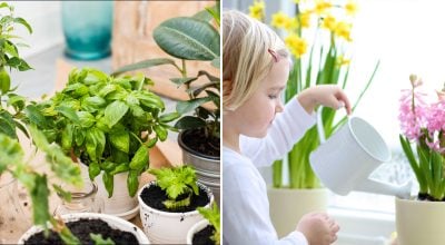 Как спасти цветок, который полностью пересох: частые ошибки и решения