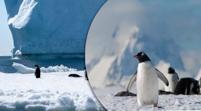 Ученые рассказали, почему нельзя гладить пингвинов: причины удивят многих
