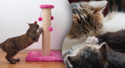 Таємне життя котів: що вони роблять, коли залишаються самі вдома