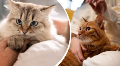 Коти розуміють мову людей: вчені з'ясували слова, на які вони реагують