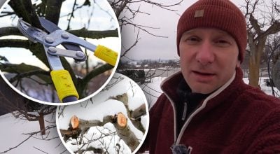 Сад, обрезка