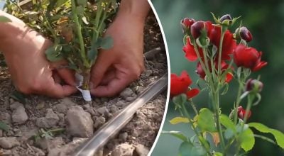 Фахівці назвали найкращий час для живцювання троянд: як це зробити правильно