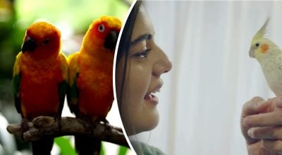 У папуг немає голосових зв’язок — але вони говорять: як це можливо