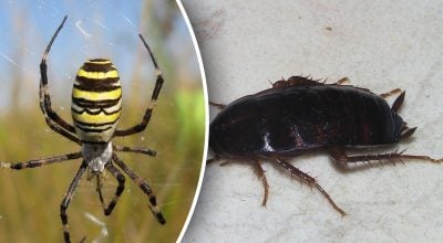 Чому 28 січня не можна вбивати павуків і тарганів Чому 28 січня не можна вбивати павуків і тарганів