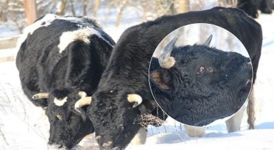 Возле Чернобыля заметили стадо одичавших коров Возле Чернобыля заметили стадо одичавших коров