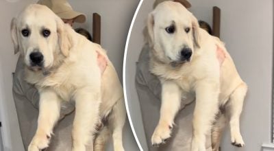 Сім'я взяла ретривера цуциком, але через 7 місяців він приголомшив своєю вагою