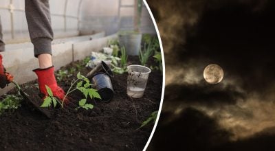 Посевной календарь на февраль 2026