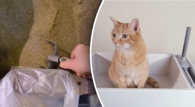 Запах з котячого лотка зникне назавжди: прості поради, які реально працюють