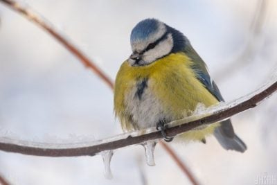 Синиця, погода 