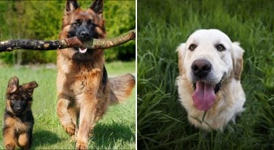 Собаки Собаки