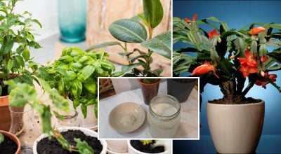 Кімнатні квіти, рисова вода Кімнатні квіти, рисова вода